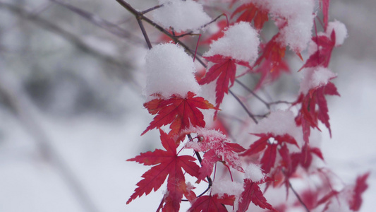 4K实拍雪景枝头积雪大雪风景视频