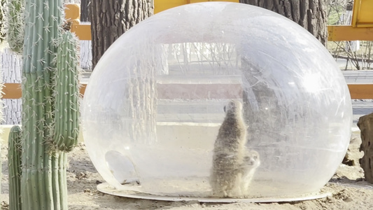 动物园里喂食互动丁满狐獴猫鼬视频