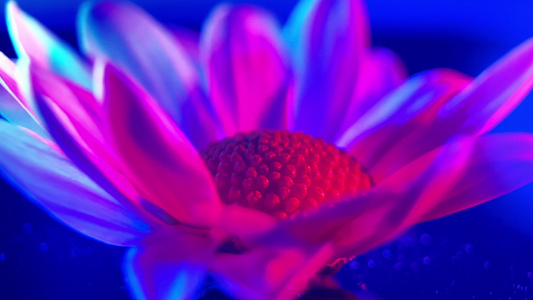 红蓝光鲜花摄影雏菊非洲菊视频