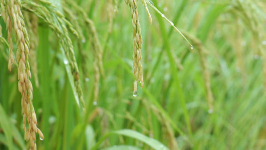 成熟的稻穗水稻特写雨露水珠田野视频