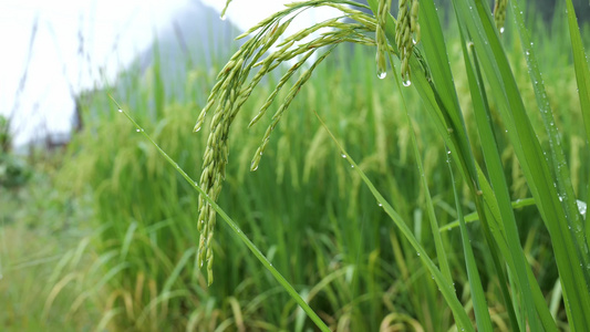 成熟的稻穗水稻特写雨露水珠田野视频