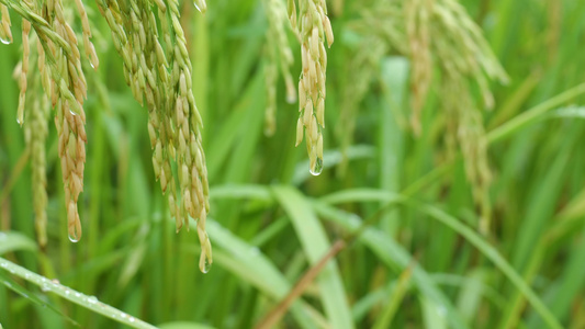 成熟的稻穗水稻特写雨露水珠田野视频