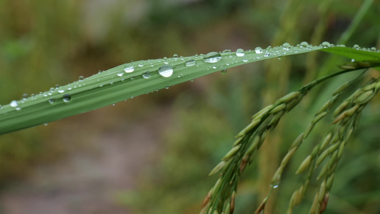 成熟的稻穗水稻特写雨露水珠田野视频