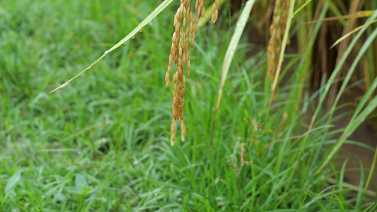 成熟的稻穗水稻特写雨露水珠田野视频