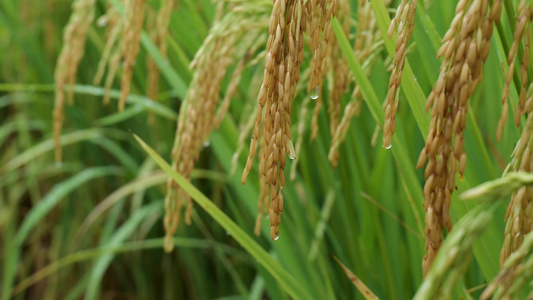 成熟的稻穗水稻特写雨露水珠田野视频