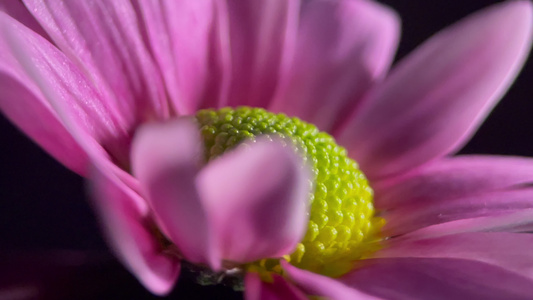 鲜花雏菊非洲菊的花蕊花粉视频