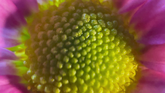 鲜花雏菊非洲菊的花蕊花粉视频