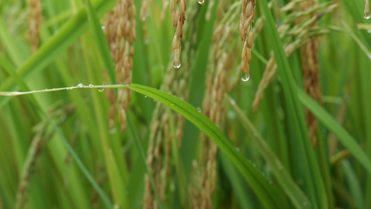 成熟的稻穗水稻特写雨露水珠田野视频