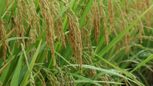 成熟的稻穗水稻特写雨露水珠田野视频