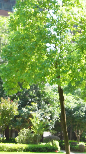 晴朗夏天公园里遛狗的人人物生活14秒视频