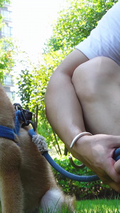 晴朗夏天公园里遛狗的人人物生活视频