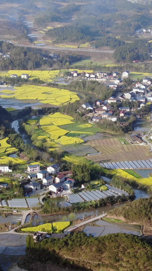 航拍春暖花开田园乡村油菜花23秒视频