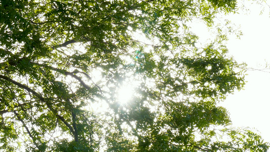 夏季阳光穿过树叶逆光[横穿过]视频