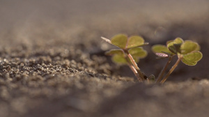 沙地里的爬行蚂蚁实拍视频58秒视频