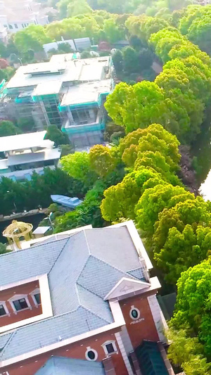 树林深处的房屋世界环保日90秒视频
