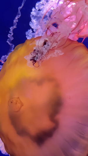 实拍水族馆里游动的水母游乐场25秒视频