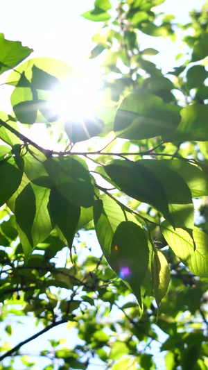 阳光透过绿叶洒下来20秒视频