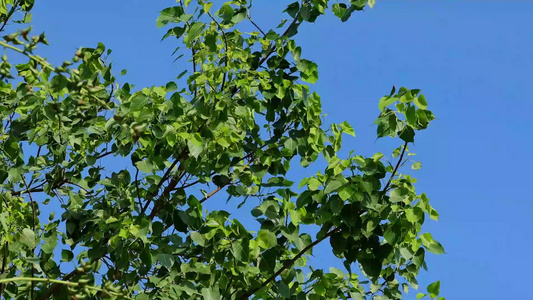 夏天阳光风吹树叶视频