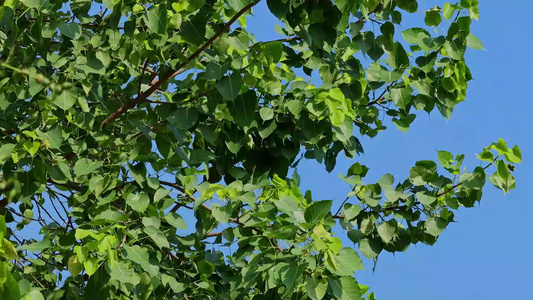 夏天阳光风吹树叶视频