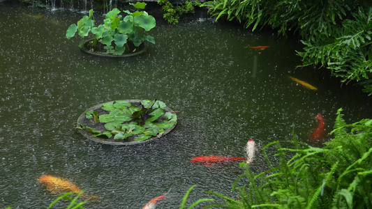 雨中莲花旁畅游的锦鲤视频