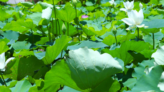 夏日荷花池塘视频