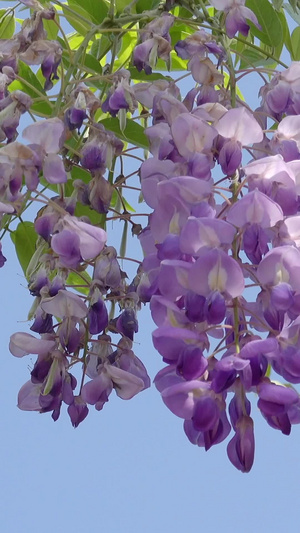 自然风光盛开的紫藤花视频46秒视频