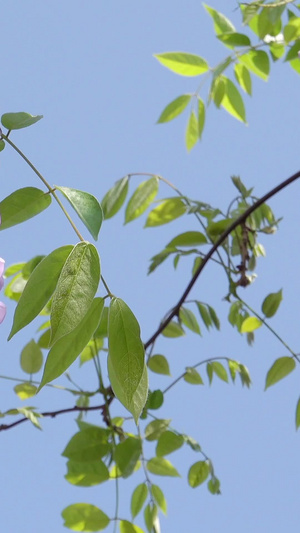 自然风光盛开的紫藤花视频46秒视频