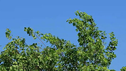 夏天阳光风吹树叶视频