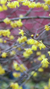 多角度拍摄春天盛开的腊梅梅花迎春花视频