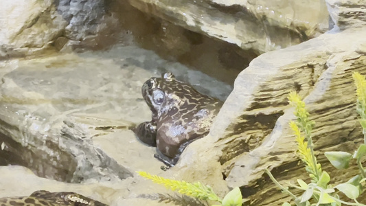 水族馆爬行动物馆牛蛙蛤蟆大青蛙视频