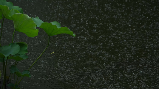 雨中的荷叶实拍视频