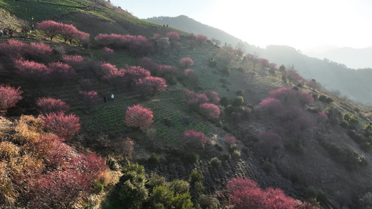 歙县石潭春季梅花风光航拍合集视频