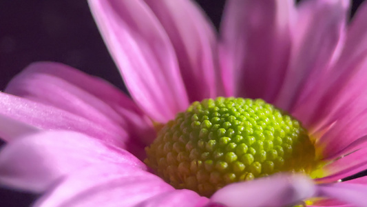 鲜花雏菊非洲菊的花蕊花粉视频