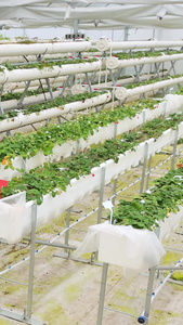草莓种植大棚绿色农业视频