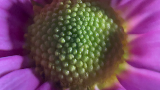 鲜花雏菊非洲菊的花蕊花粉视频