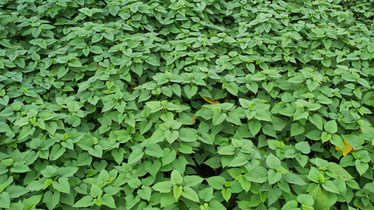 农田番薯种植航拍视频