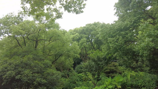 夏日树枝树叶植物实拍 视频