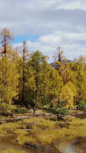 高原原始森林金秋落叶松树林航拍视频自然风光43秒视频
