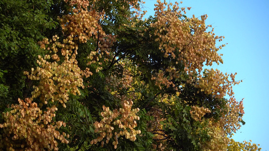 秋季的栾树开花结果 视频