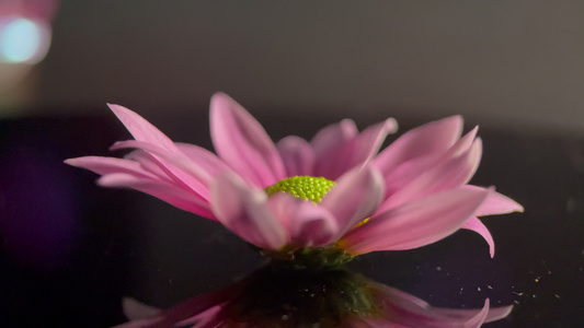 鲜花雏菊非洲菊的花蕊花粉视频