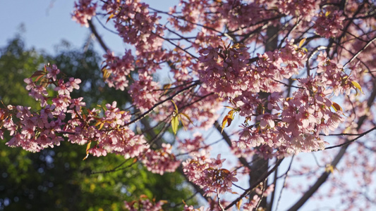 春天阳光下盛开的冬樱花视频