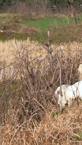 农村农户放羊羊群养羊山羊羊吃草农村羊群视频