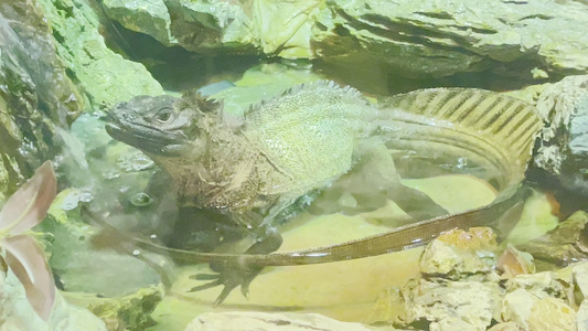 各种蜥蜴爬虫猎蜥巨人蜥哥斯拉守宫视频