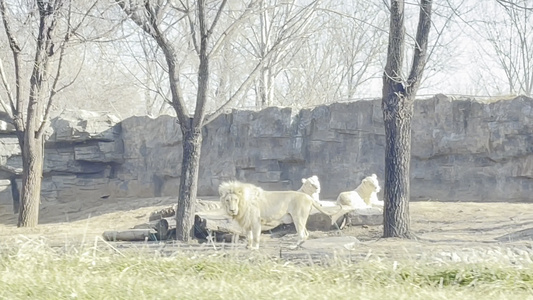 野生动物园看狮子和老虎视频