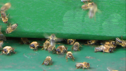 实拍蜜蜂视频视频