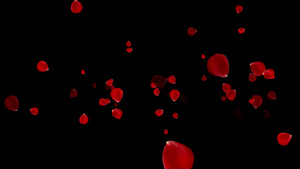 红色玫瑰花瓣粒子冲屏20秒视频