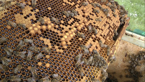 实拍蜂蜜窝蜂巢视频15秒视频