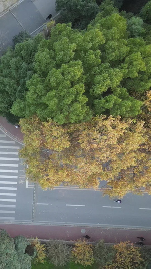 航拍大学校园秋天交通路口道路素材交通素材52秒视频