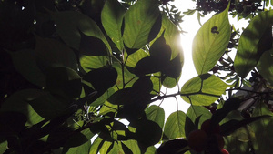 太阳光照射下的树叶55秒视频