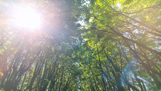 丛林小道穿梭在林荫路上阳光透过树叶洒下视频